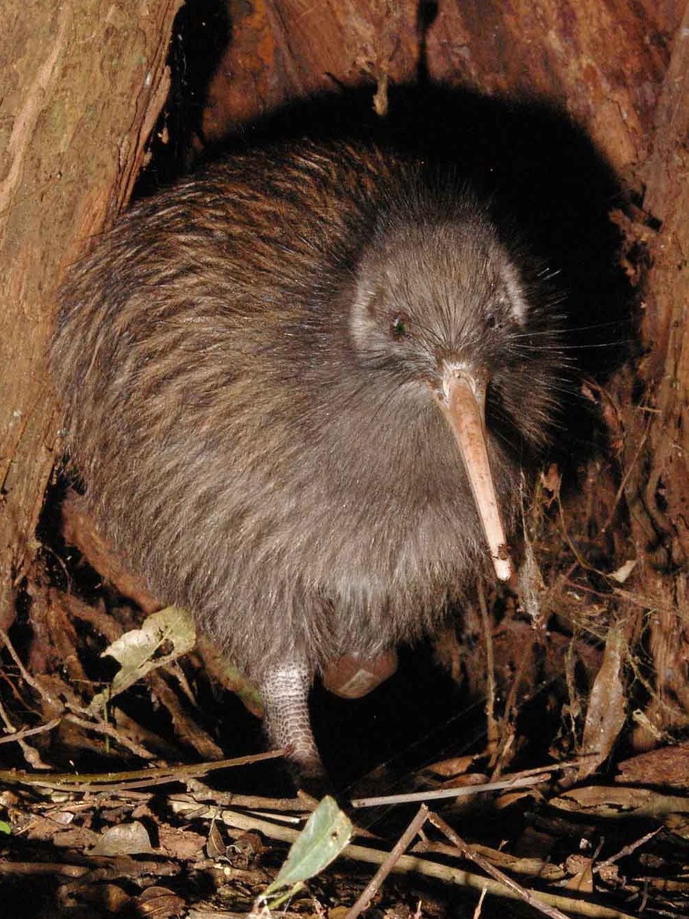 North Island Brown Kiwi/Kiwi-nui