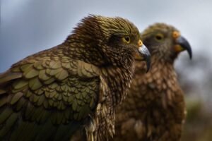 bird, animal, mountain parrot, wildlife, plumage, nature, birdwatching, new zealand, south island, kea, kea parrot, parrot, new zealand, new zealand, new zealand, new zealand, new zealand, parrot