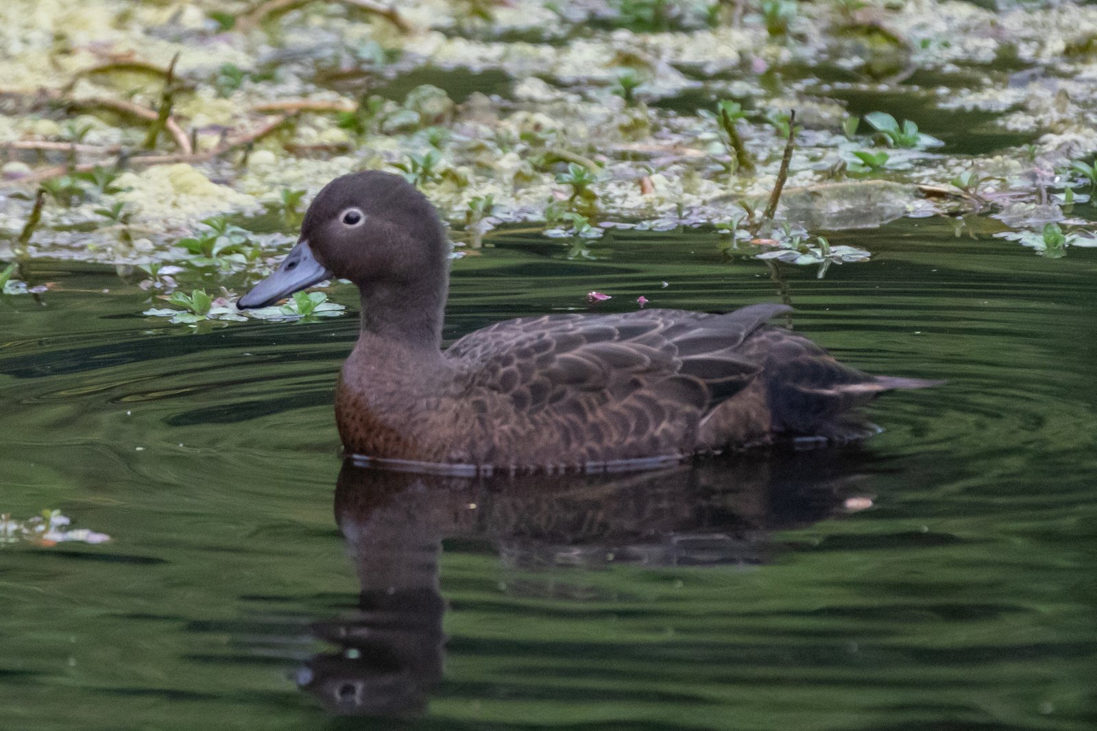Brown Teal/Pāteke