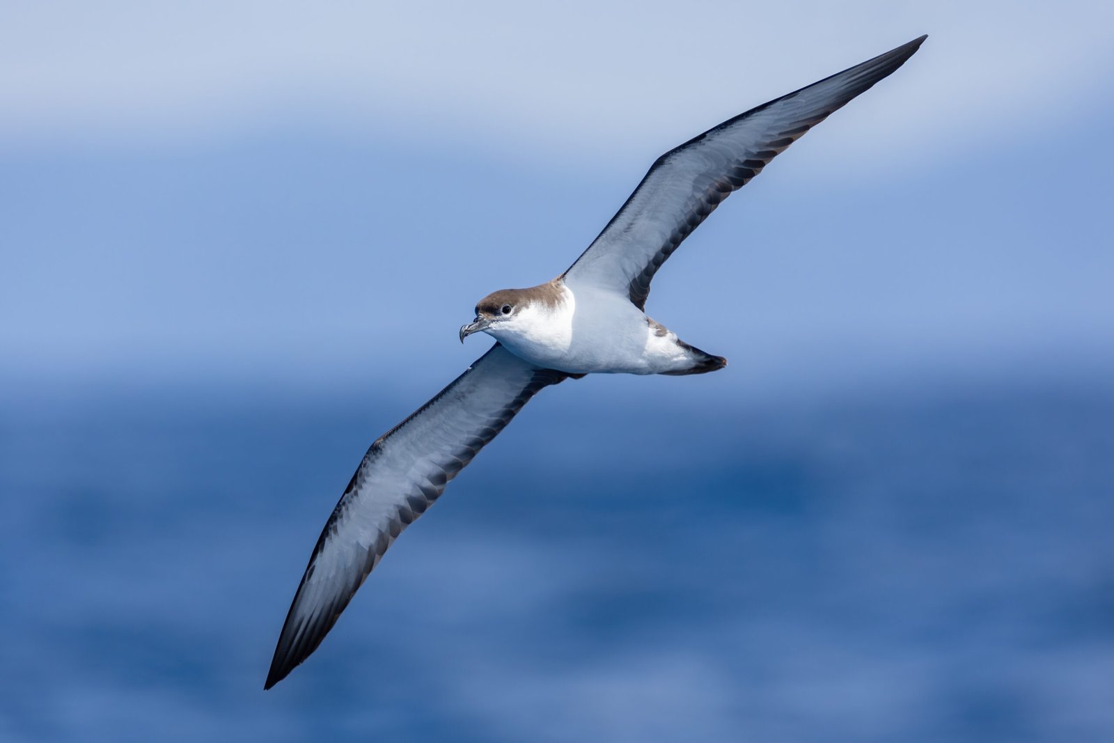 Buller's Shearwater/Rako