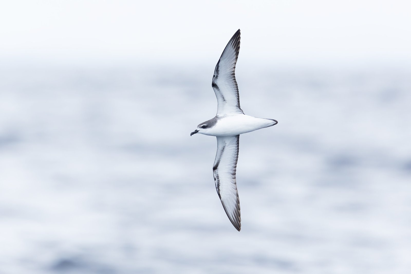 Cook's Petrel/Tītī