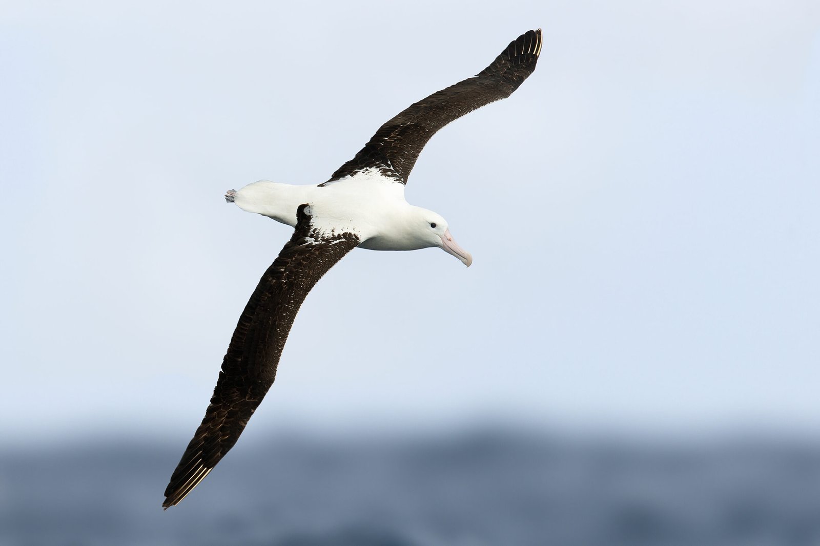 Northern Royal Albatross/Toroa