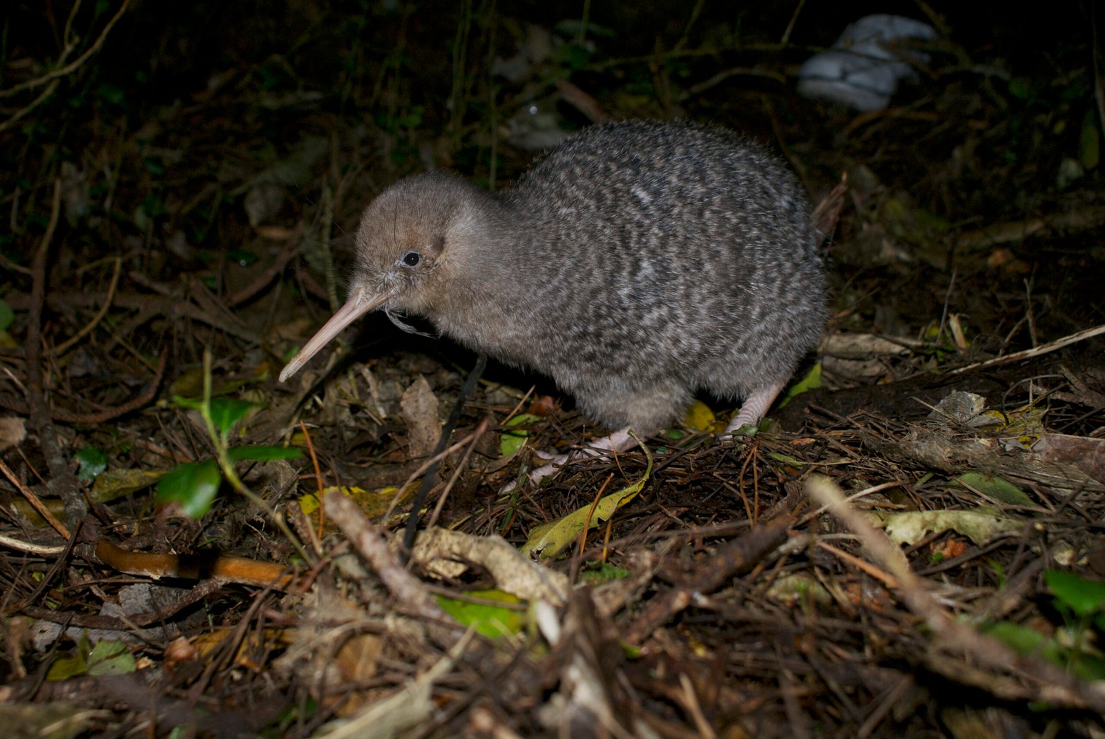 Little Spotted Kiwi/Kiwi pukupuku