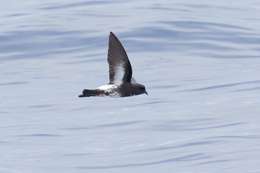 New Zealand Storm-Petrel/Takahikare-raro