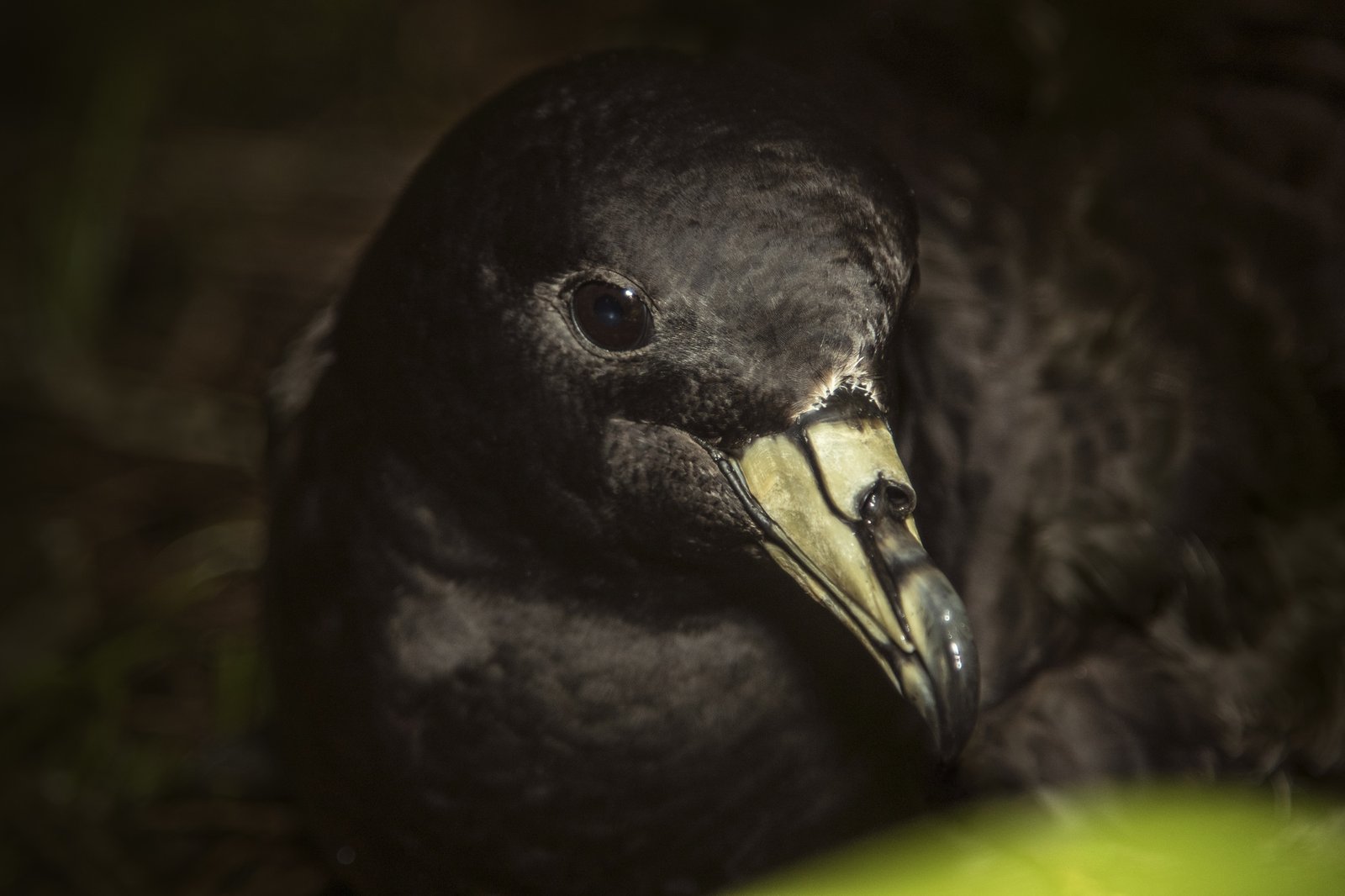 Black Petrel/Tākoketai