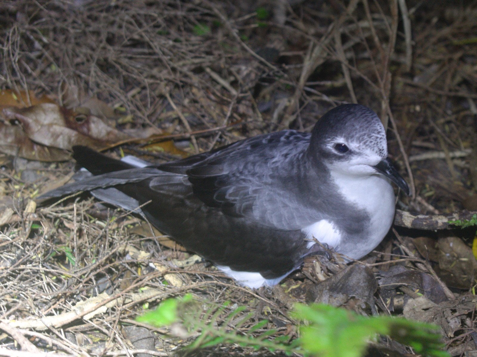 Pycroft's Petrel