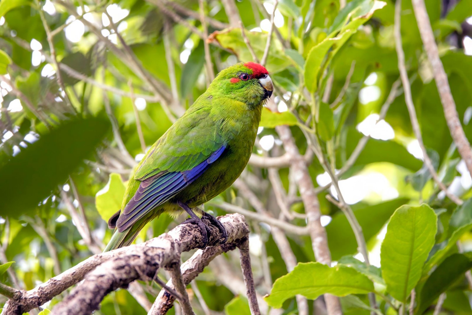 Red-crowned Parakeet/Kakariki