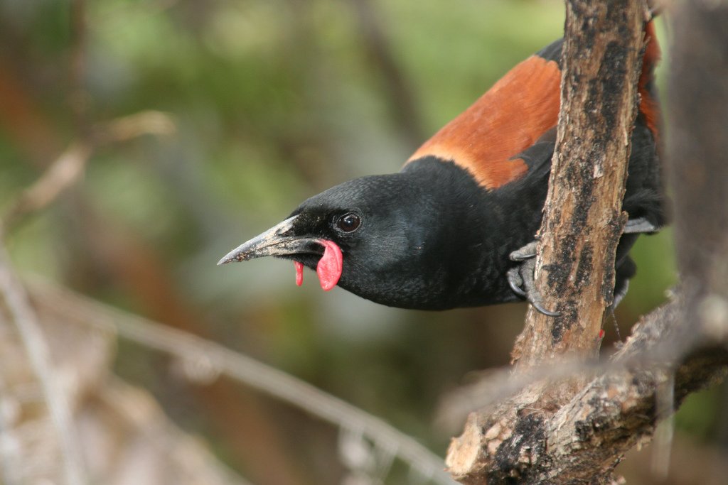 North Island Saddleback/Tīeke