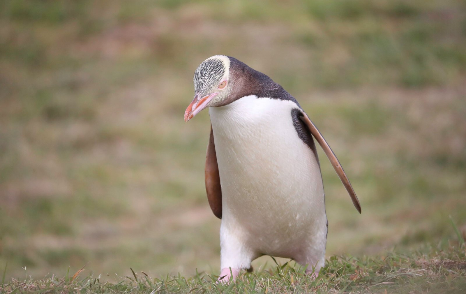 Yellow-eye Penguin/Hoiho