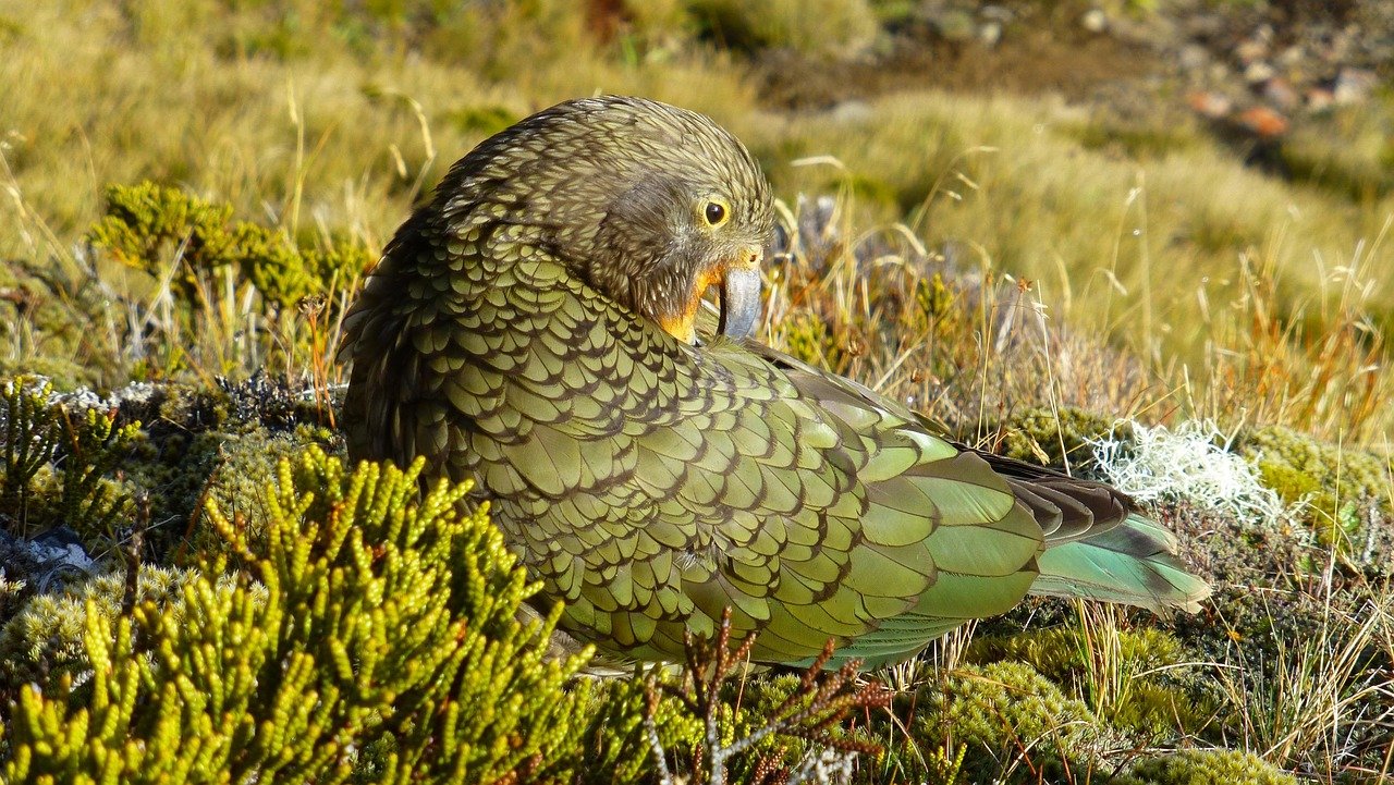 kea, parrot, new zealand, bird, nature, green, kea, kea, kea, kea, kea, new zealand