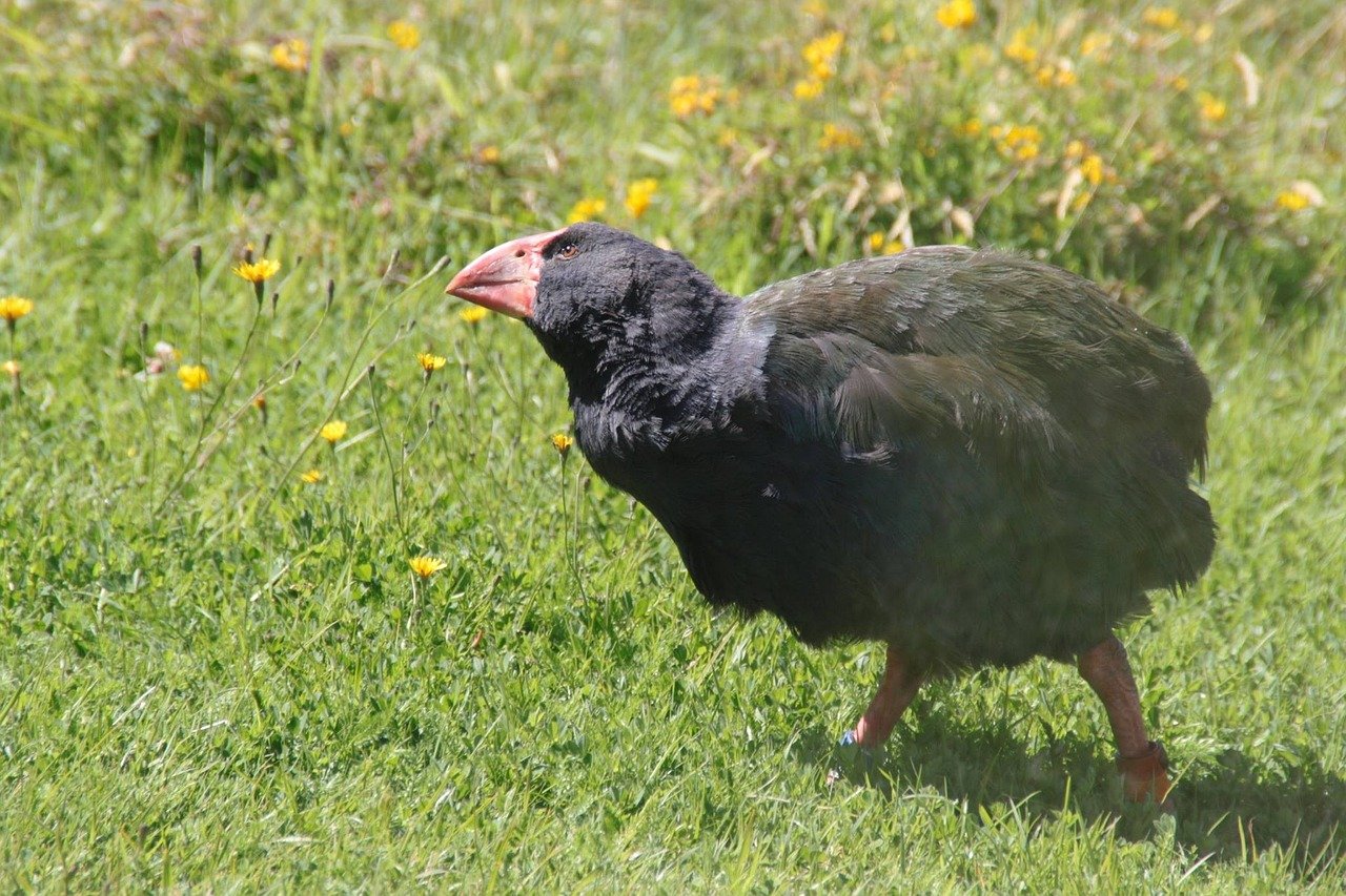 takahe, new zealand, bird, native, flightless, indigenous, species, wildlife, rallidae, wild, green news, green new, takahe, takahe, takahe, takahe, takahe