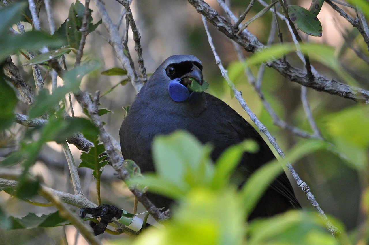 kokako, nature, bird, new zealand