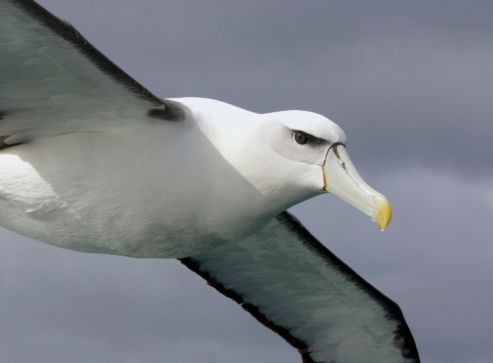 New Zealand White-capped Albatross/Toroa