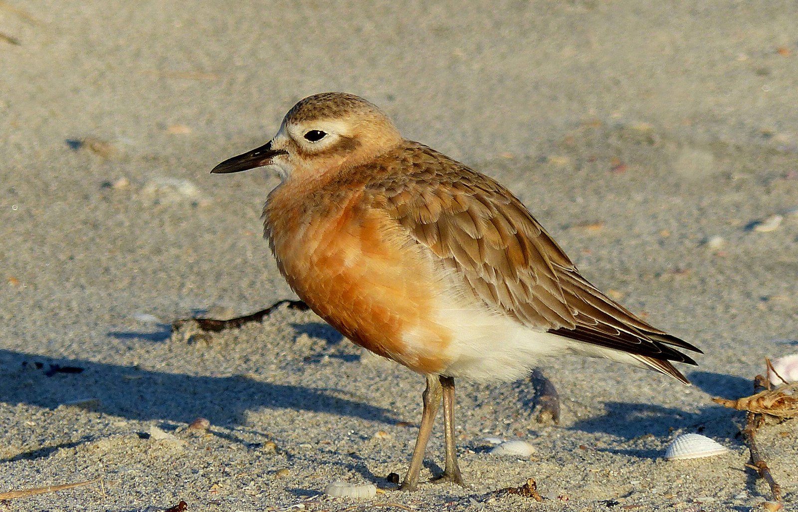 New Zealand Dotterel/Tūturiwhatu
