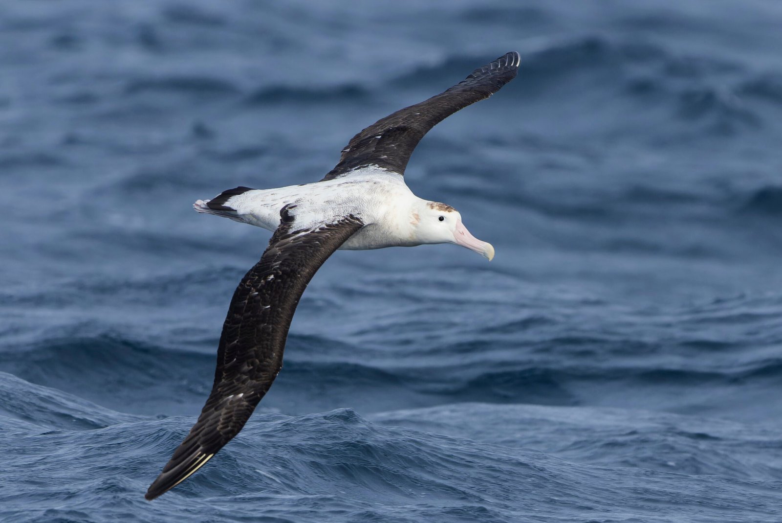 Antipodean Albatross/Toroa