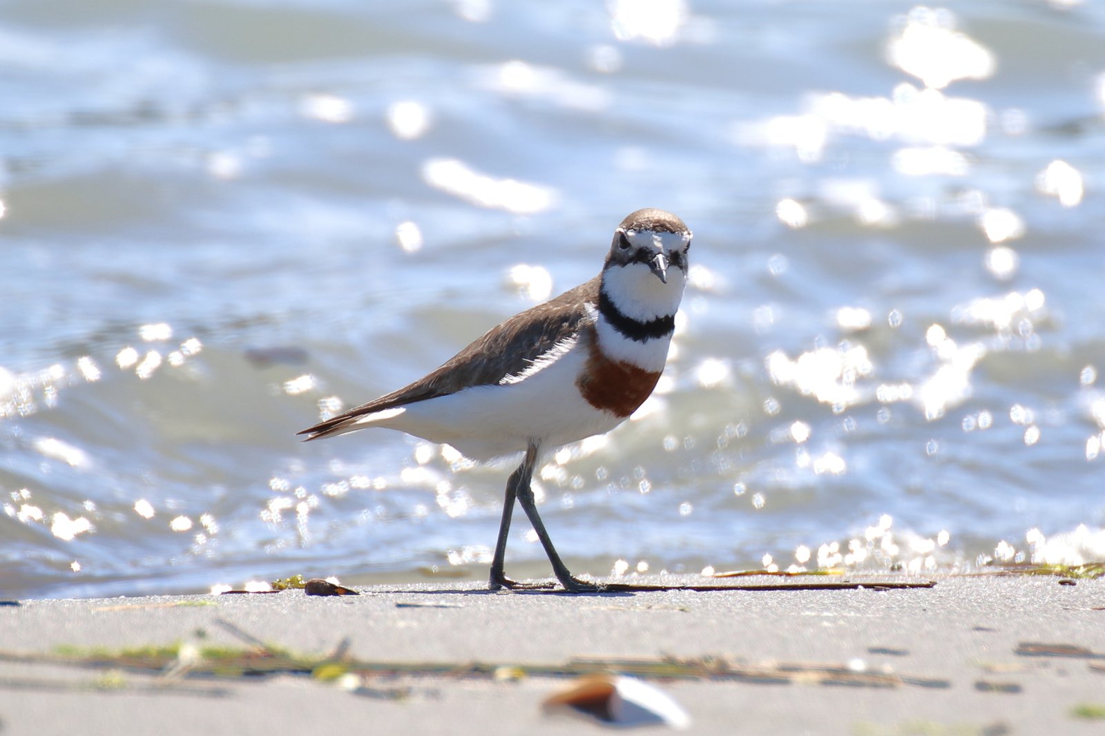 New Zealand Double-banded Plover/Pohowera