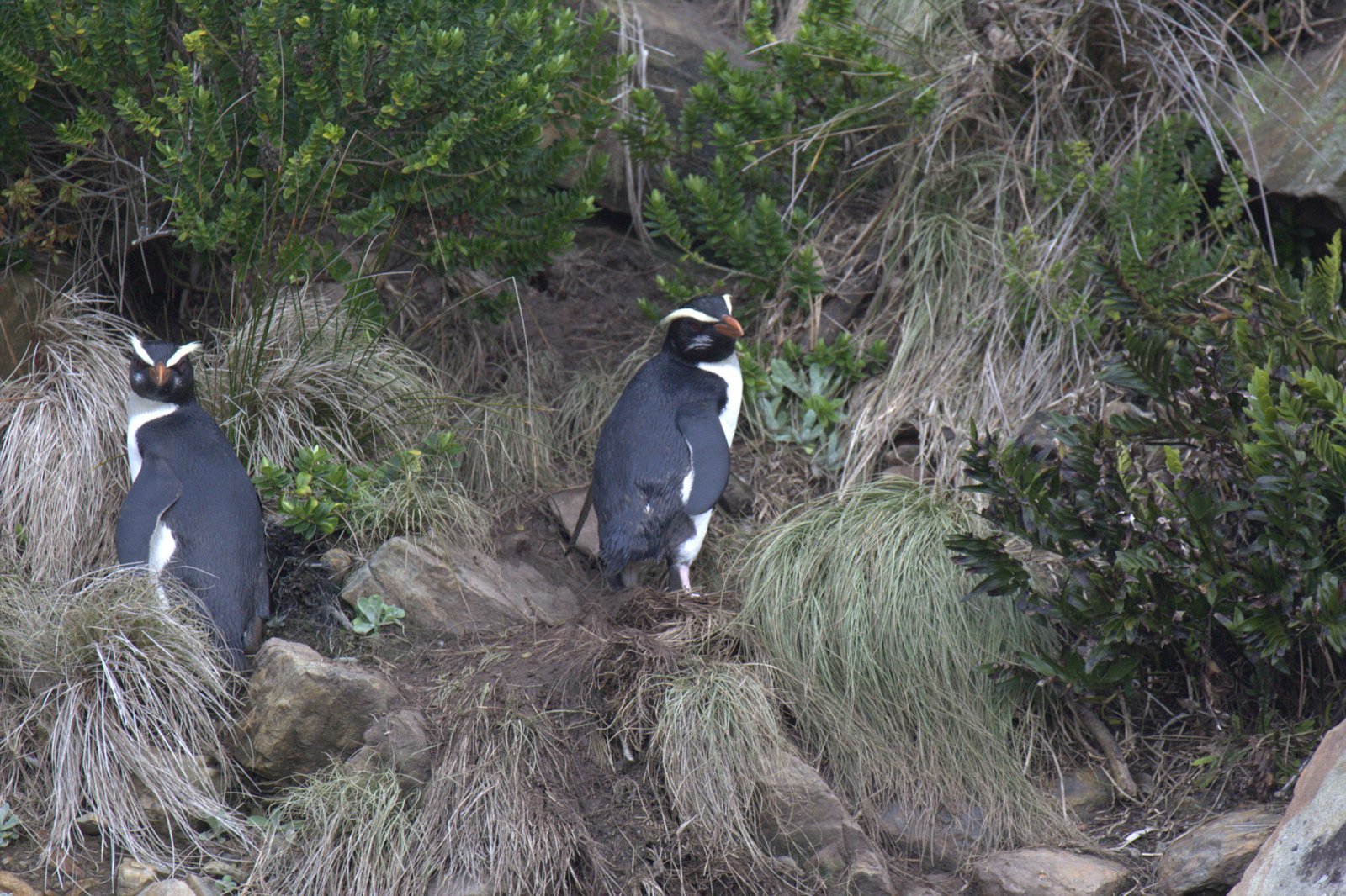 Fiordland Crested Penguin/Tawaki