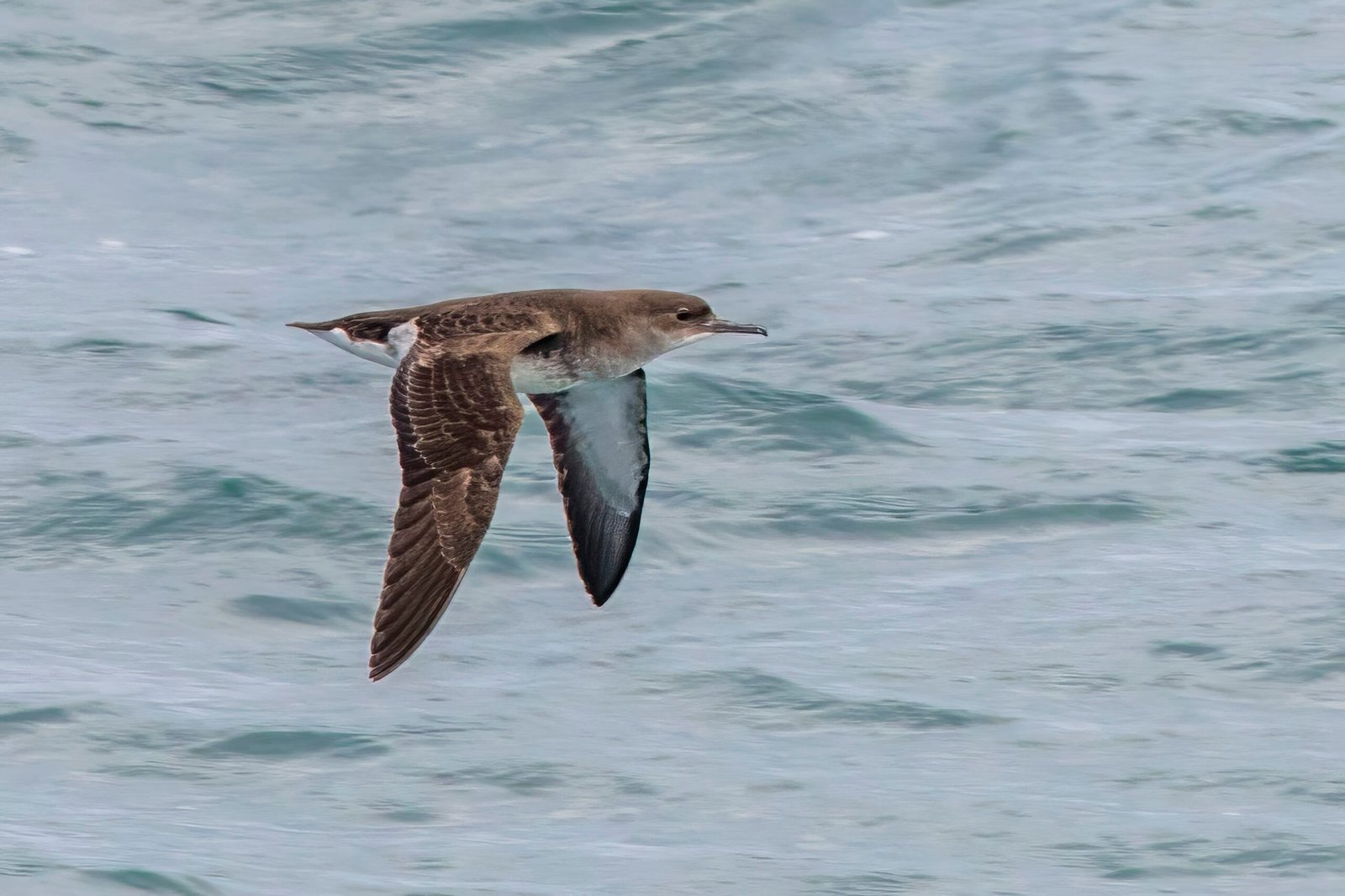 Fluttering Shearwater/Pakahā