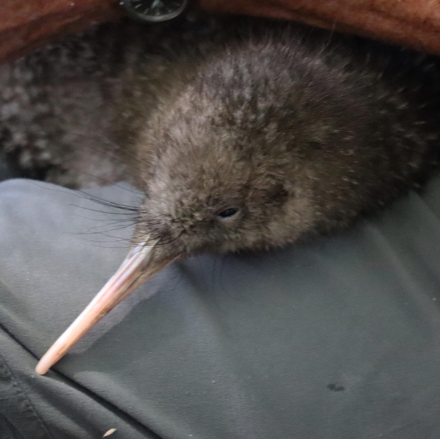Great Spotted Kiwi/Roroa