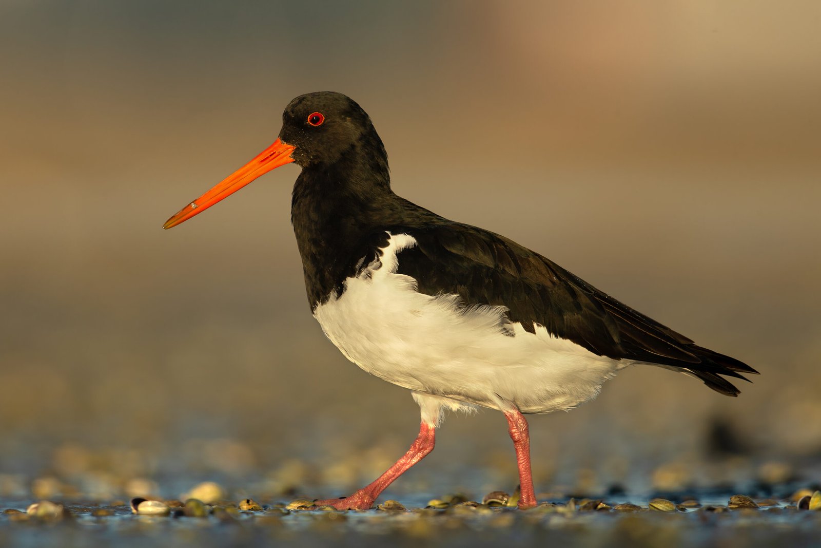 South Island Oystercatcher/Tōrea