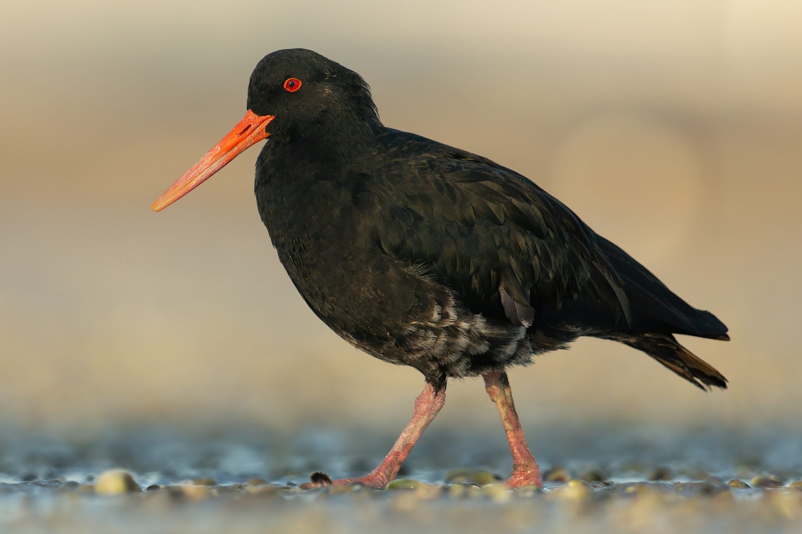 Variable Oystercatcher/Tōrea pango