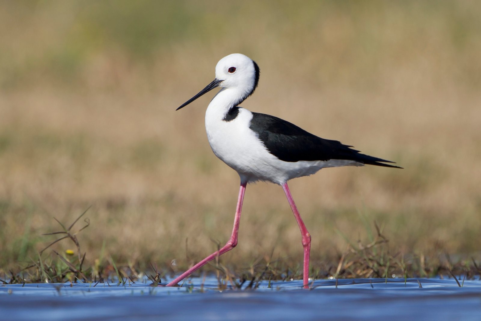 Pied Stilt/Poaka