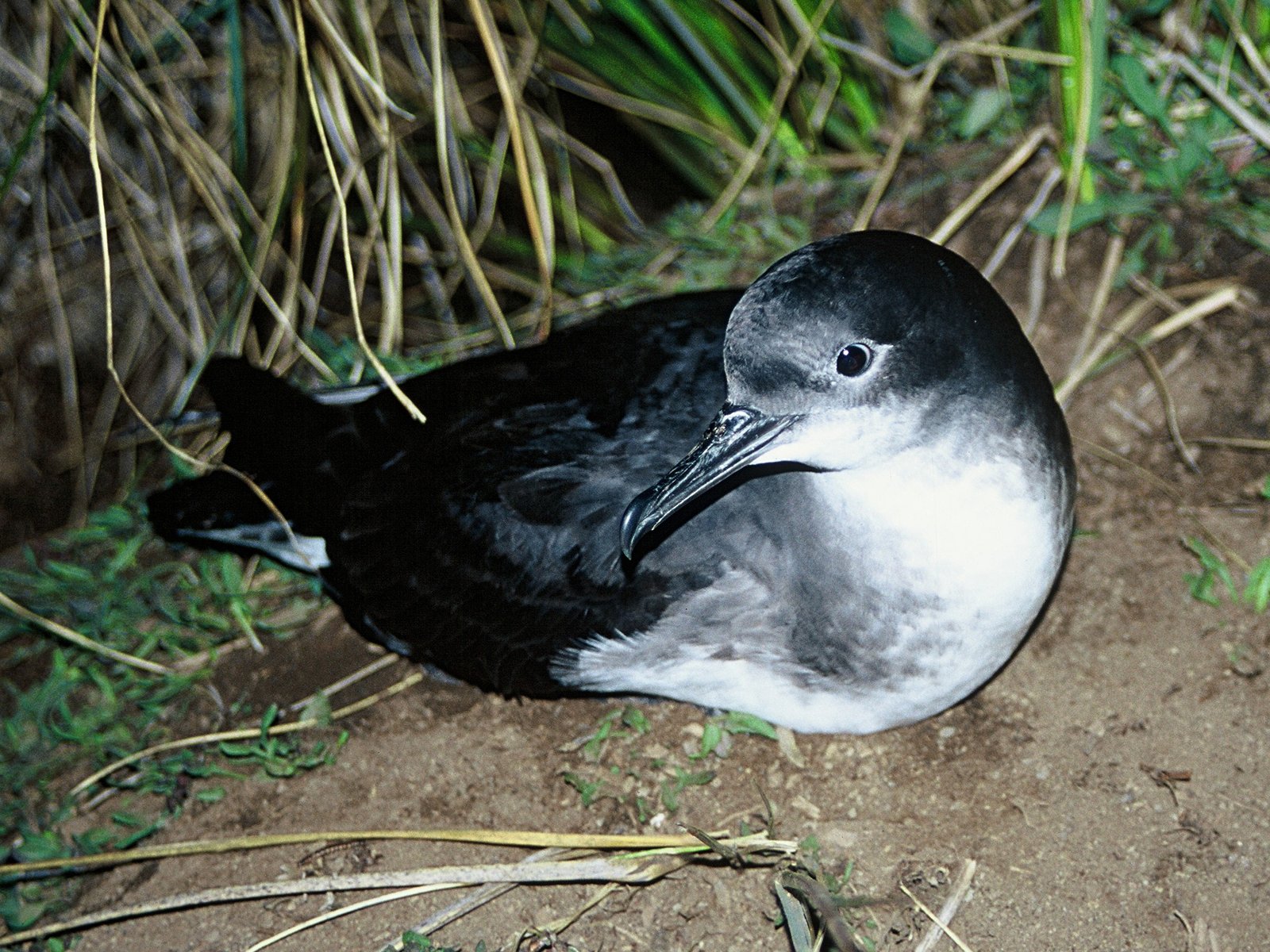 Hutton's Shearwater/Kaikōura tītī