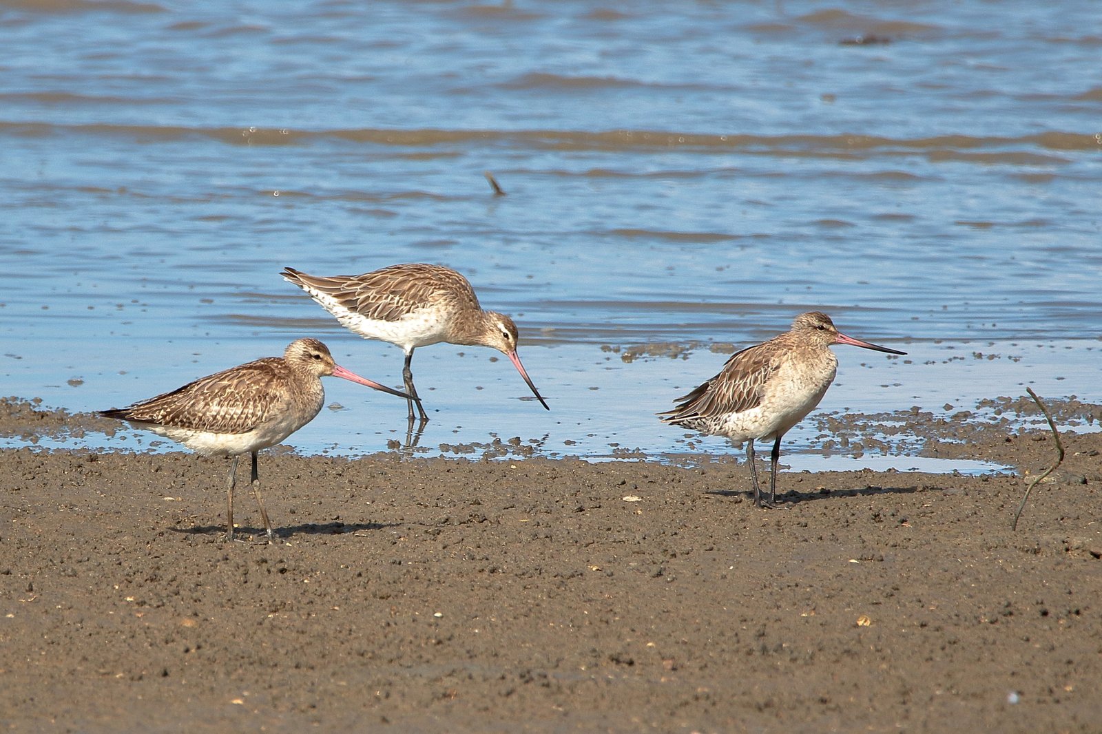Bar-tailed Godwit/Kuaka