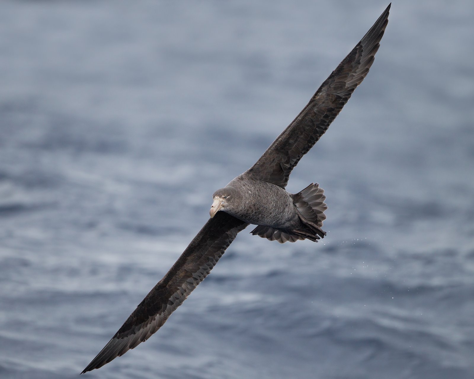 Northern Giant Petrel/Pāngurunguru