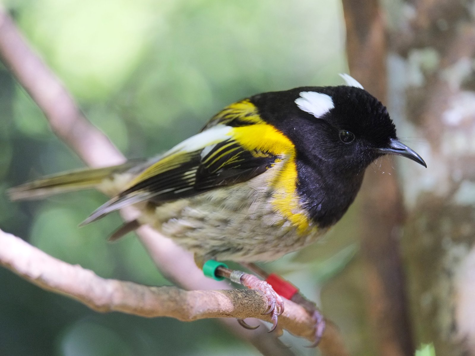 Stitchbird/Hihi