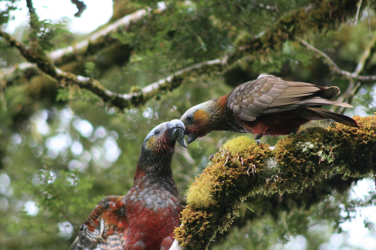 South Island Kākā