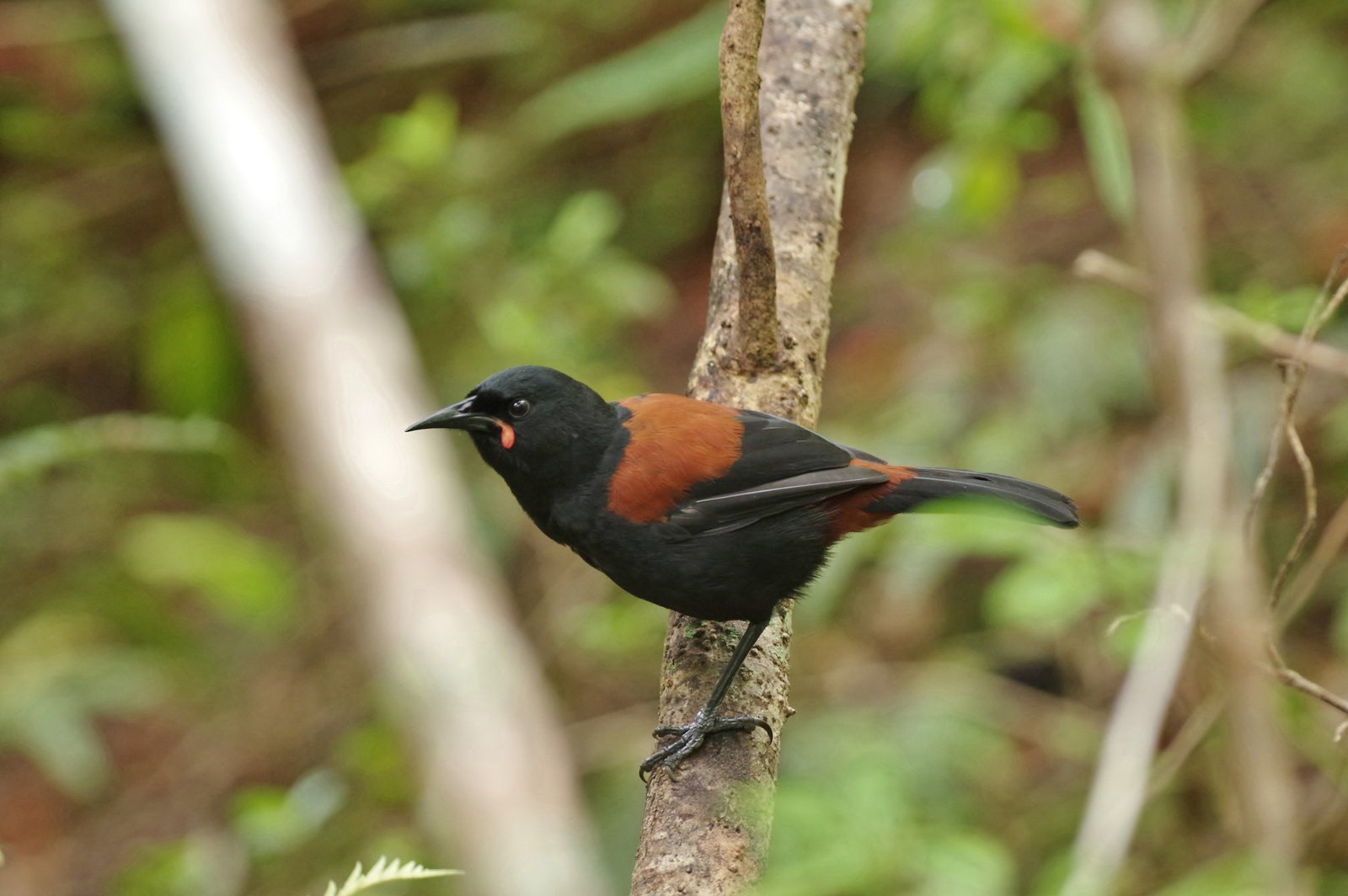 South Island Saddleback/Tīeke