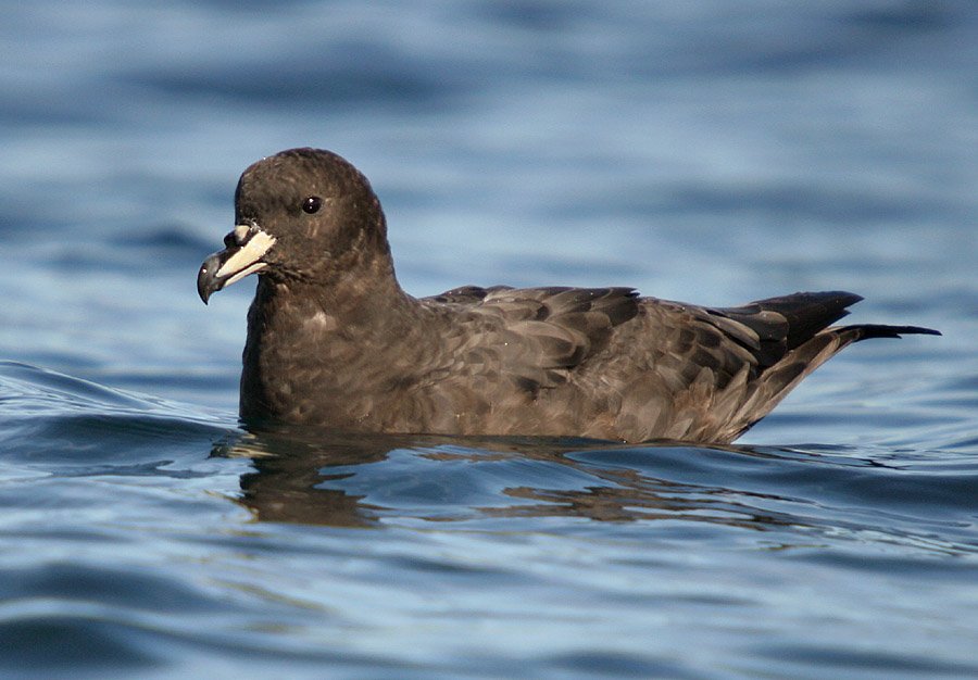 Westland Petrel/Tāiko