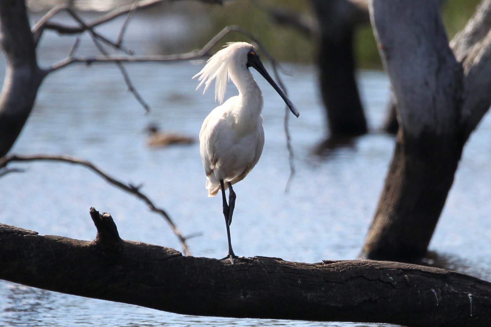 Royal Spoonbill/Kōtuku ngutupapa
