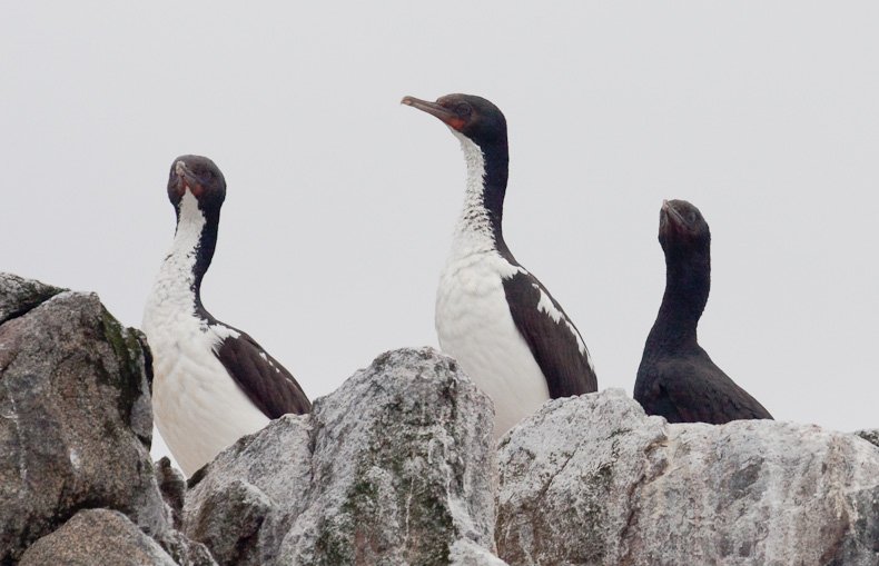Stewart Island Shag/Matapo