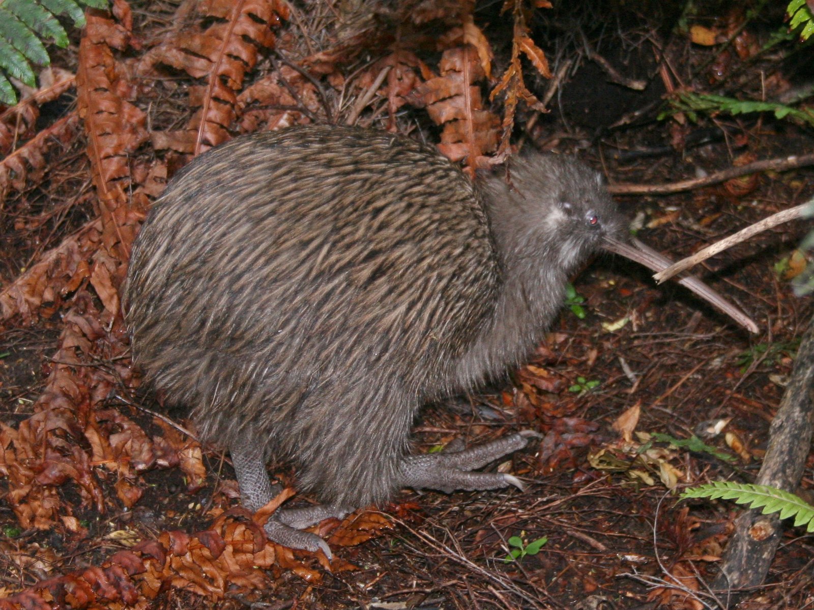 Southern Brown Kiwi/Tokoeka