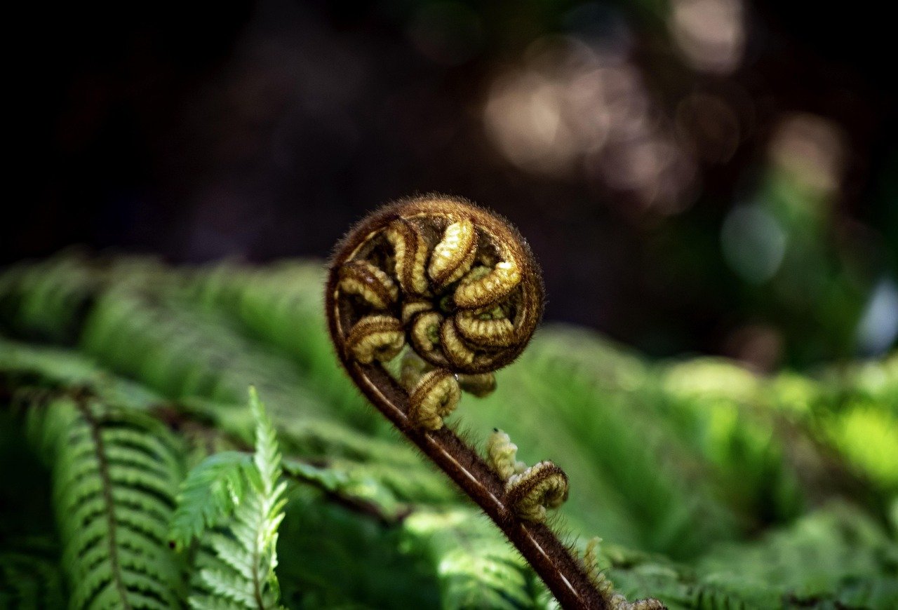 koru, fern, new zealand, stewart island, brown, aotearoa, fronds, unfurling, unroll, growth, green, new, plant, native, nature, symbol, koru, koru, koru, koru, koru