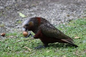 kaka, bird feather, wildlife, plumage, newzealand, beak, natural, native, nature, tourism, outdoor, nz, kaka, kaka, kaka, kaka, kaka, newzealand, newzealand