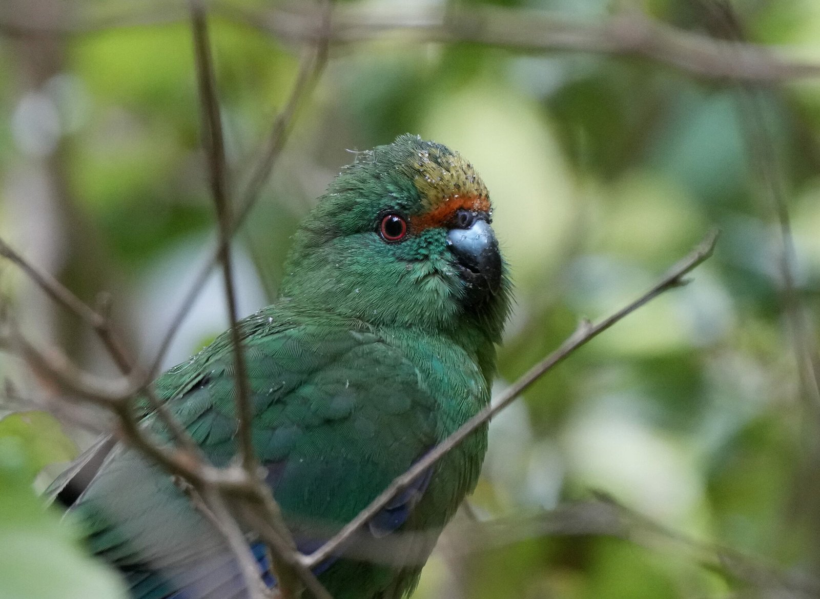 Malherbe’s Parakeet/Kākāriki karaka