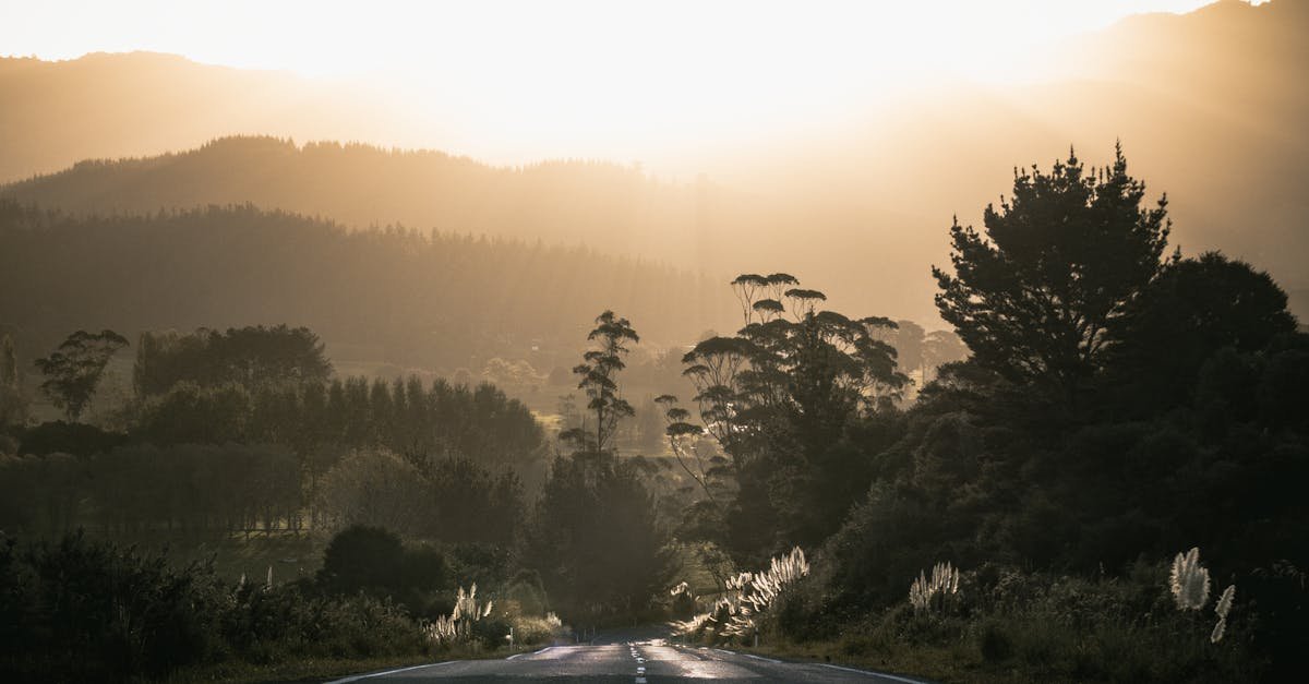Backlit road winding through misty hills and trees at sunrise, perfect for travel and nature themes.