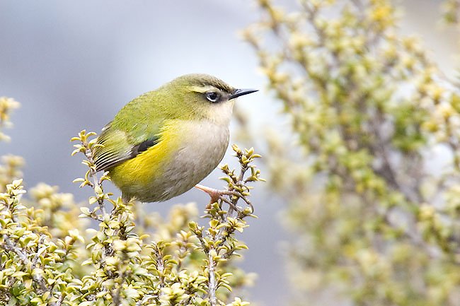 South Island Wren/Pīwauwau